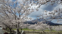 sakura.jpg